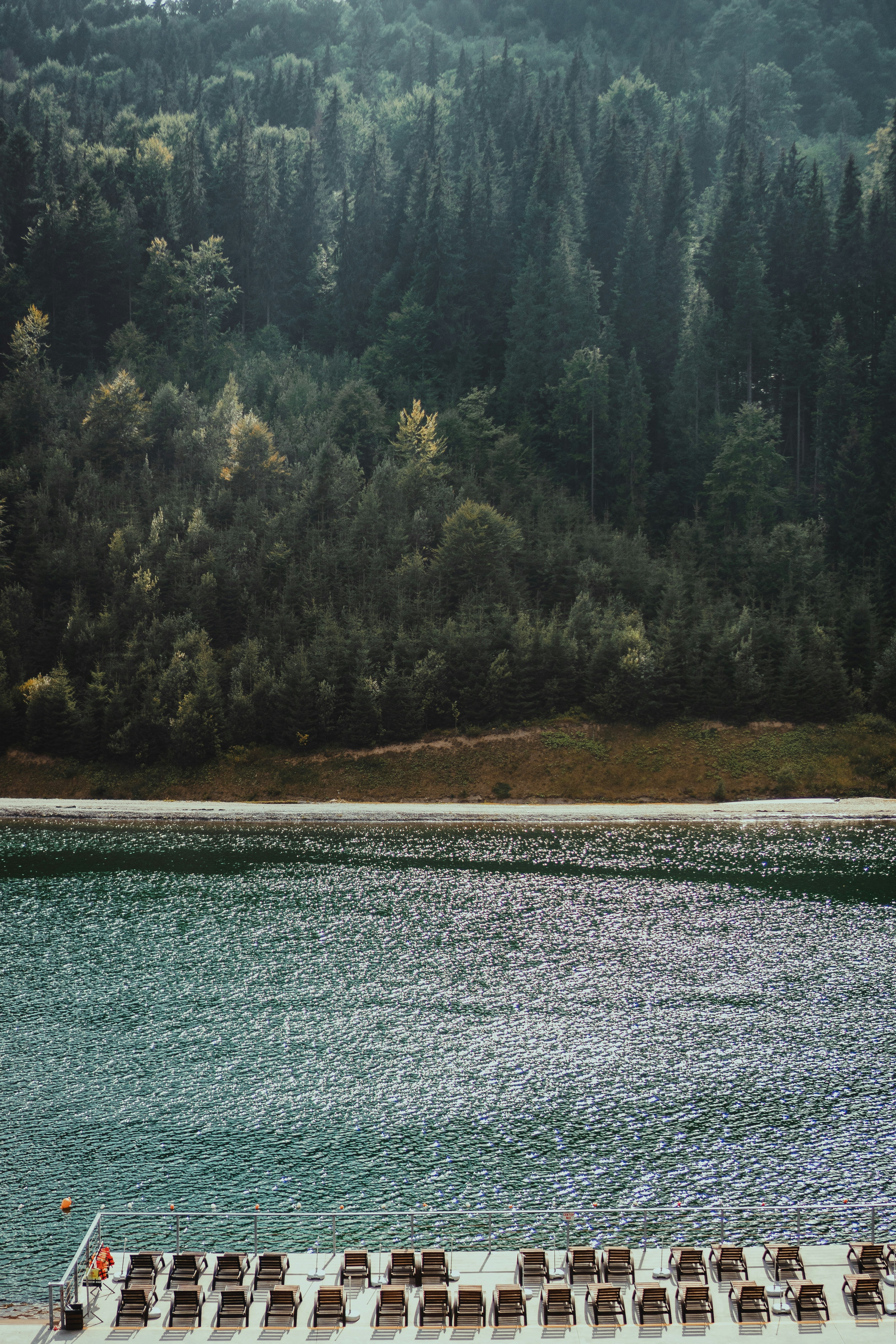 body of water near trees